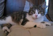 L&eacute;o le chat