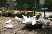 Pigeons blancs