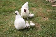 Poussins blancs