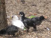 Poussins noirs et blanc