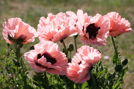 La plus jolie des fleurs d'été : le pardon